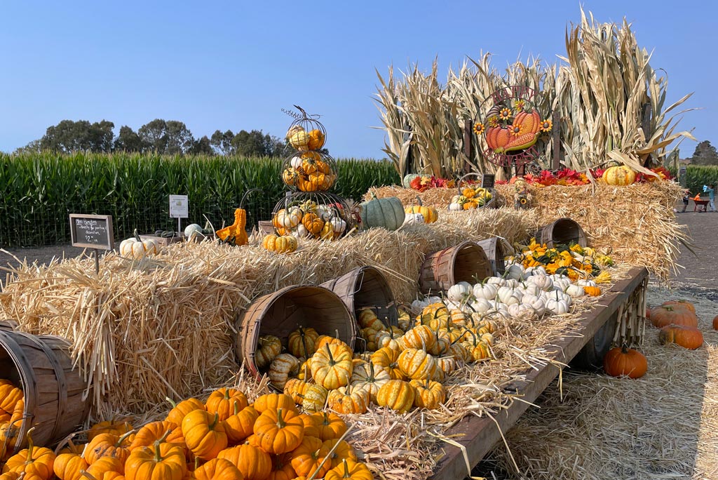 Schnepf Farms Pumpkin & Chili Party