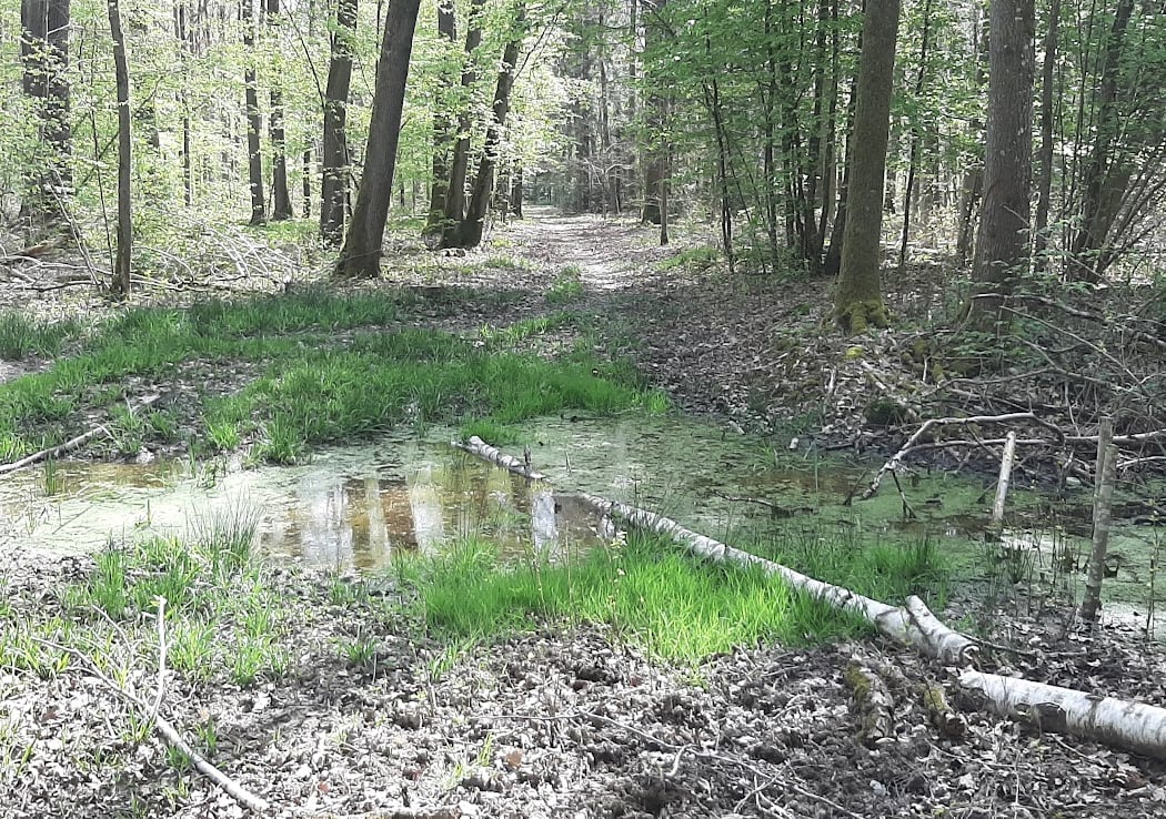 Forêt de Malvoisine 2