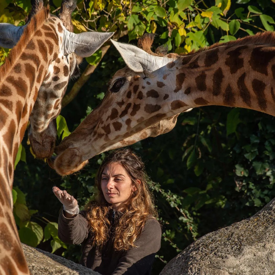 Petit-déjeuner avec les girafes 1