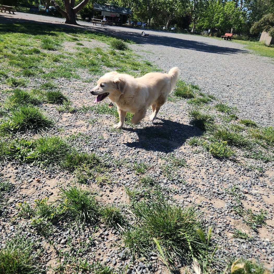 Field of Dogs Dog Park 2