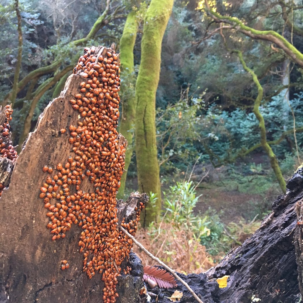 Wednesday Walk: Redwood South Side Scramble 3
