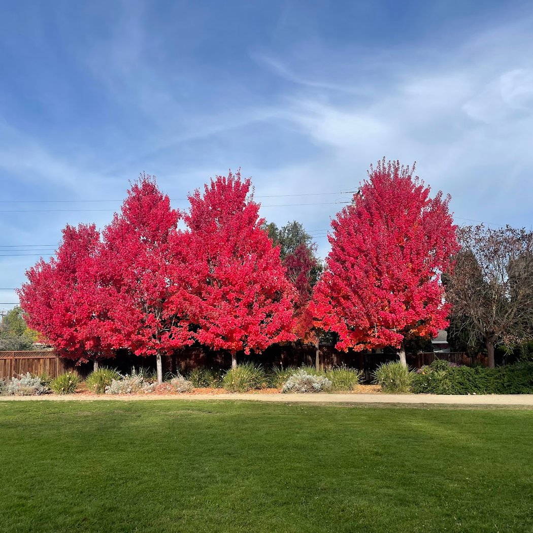 Robles Park 1