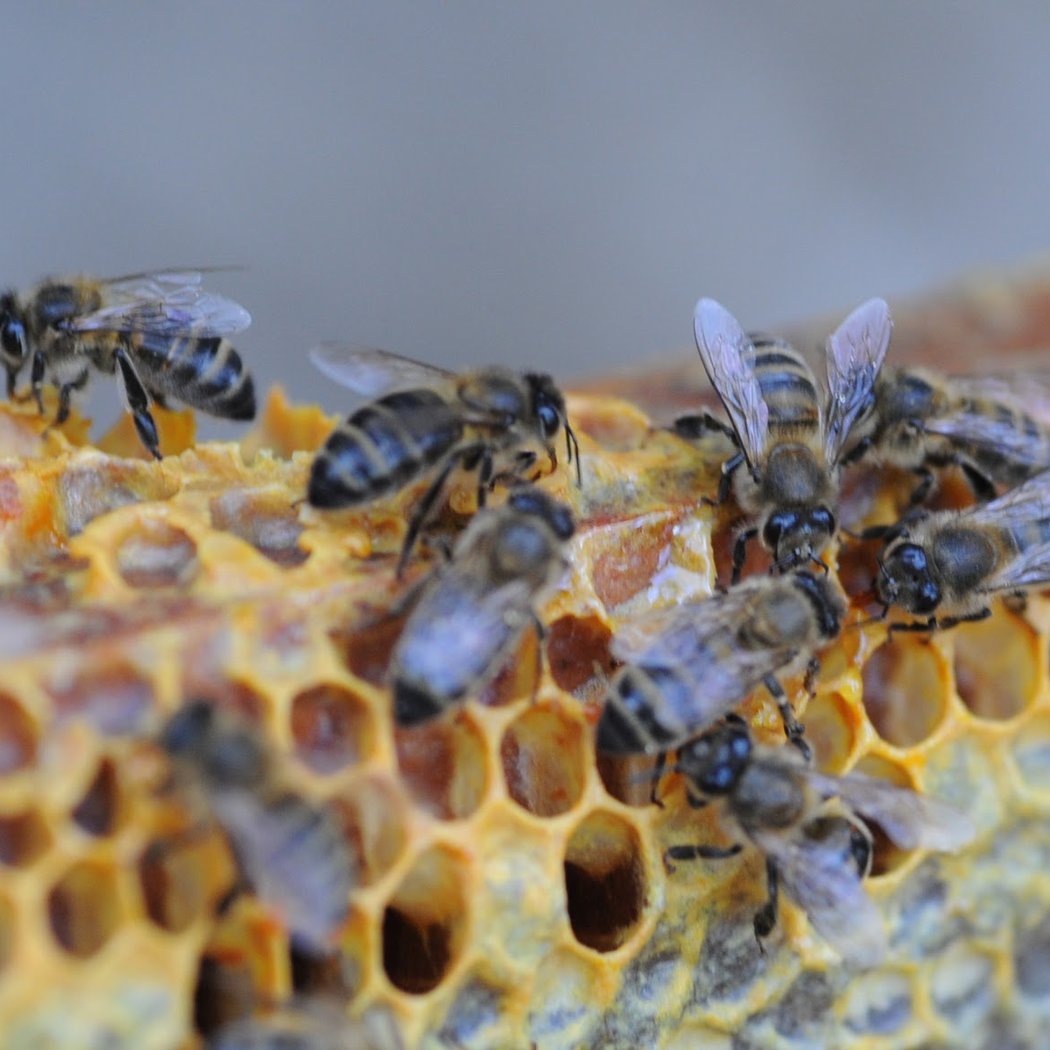 Visite à la Ferme : Abeilles et délices 5