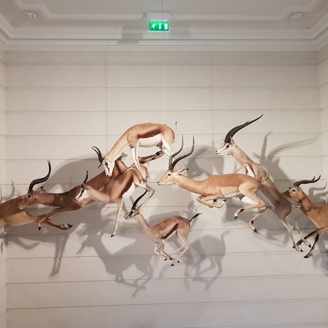 Muséum d'Histoire naturelle de La Rochelle 1