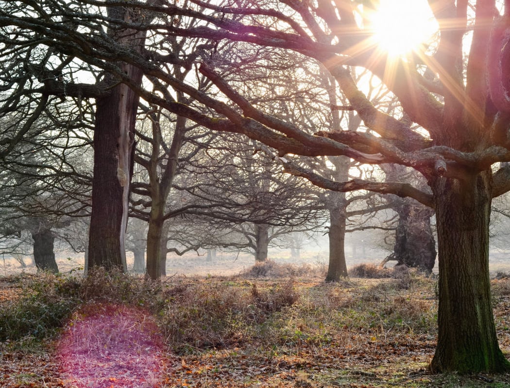Richmond Park 5