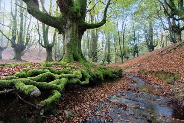 Gorbeia Natural Park 1