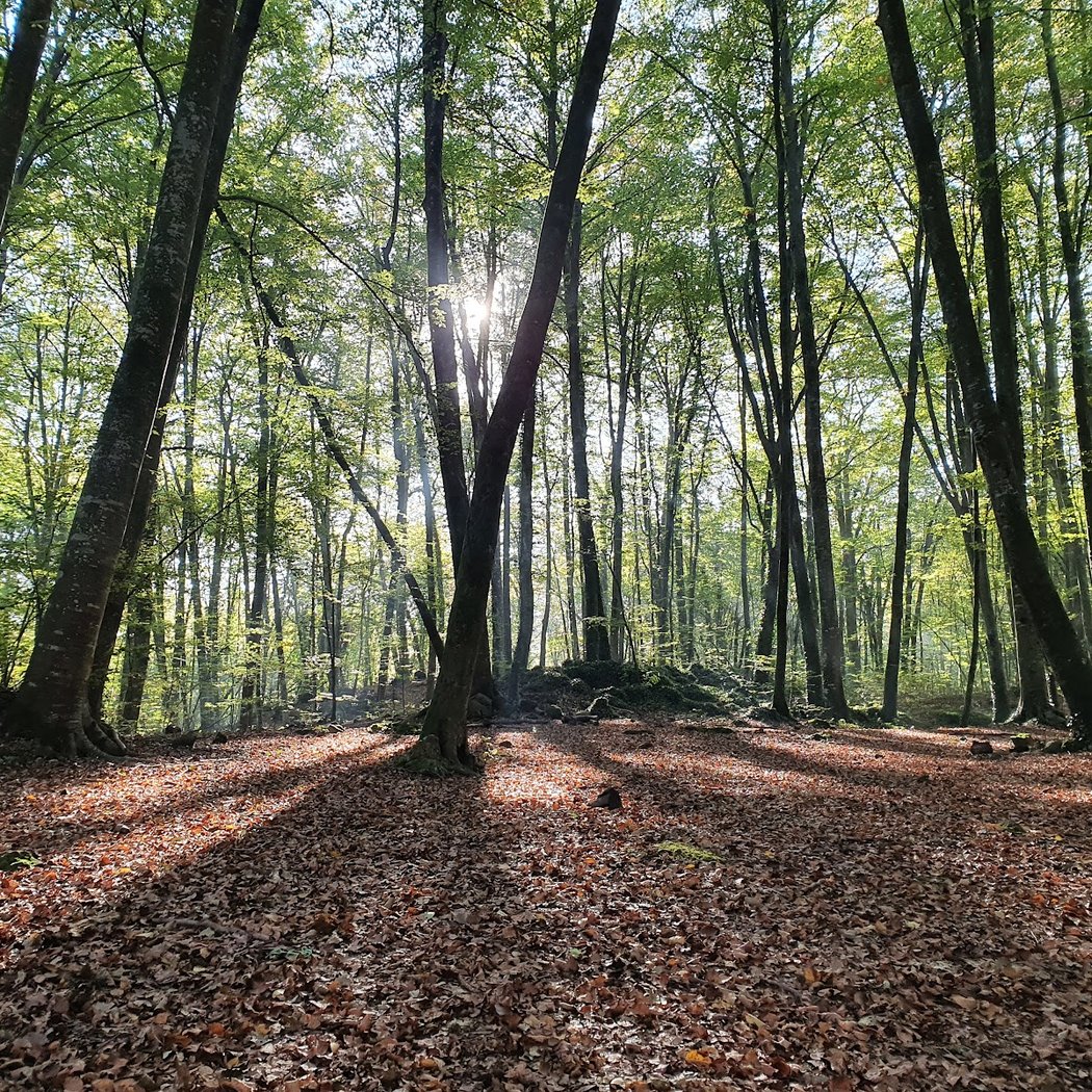 Fageda d'en Jordà 1