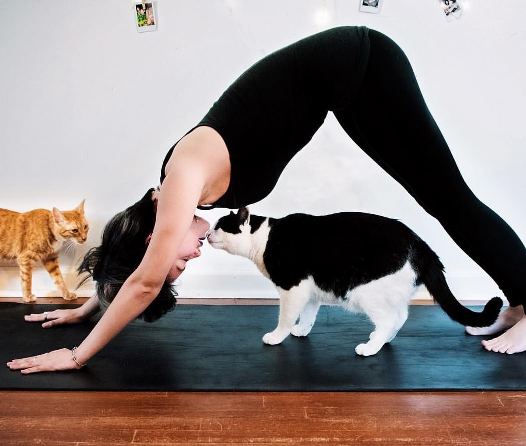 Yoga with Cats 2