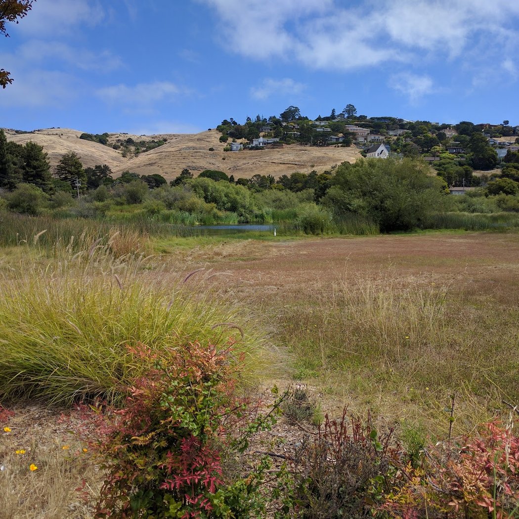 Tiburon Lagoon 2