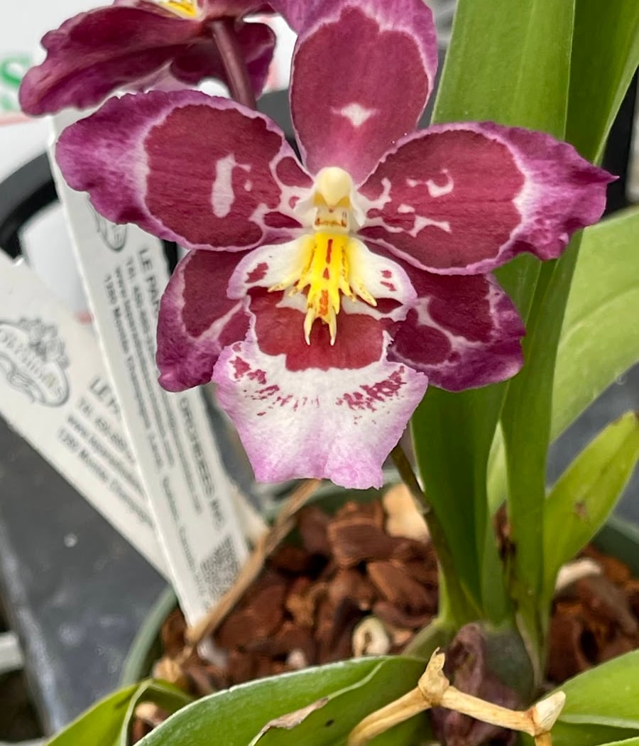 Paradis Des Orchidées (Le) 3