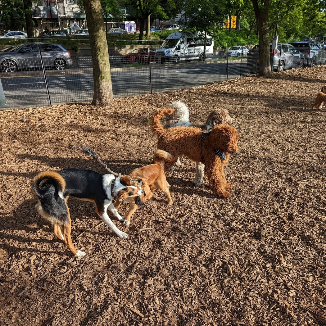 142nd Street Dog Run 🐕 1