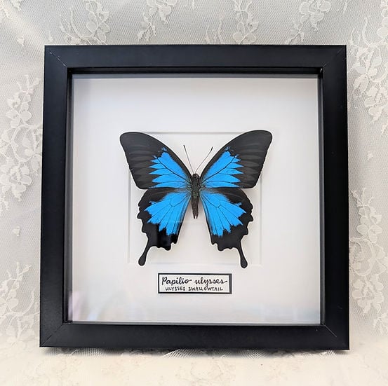 Beginners Bug Pinning Workshop: Ulysses Swallowtail Butterfly 1