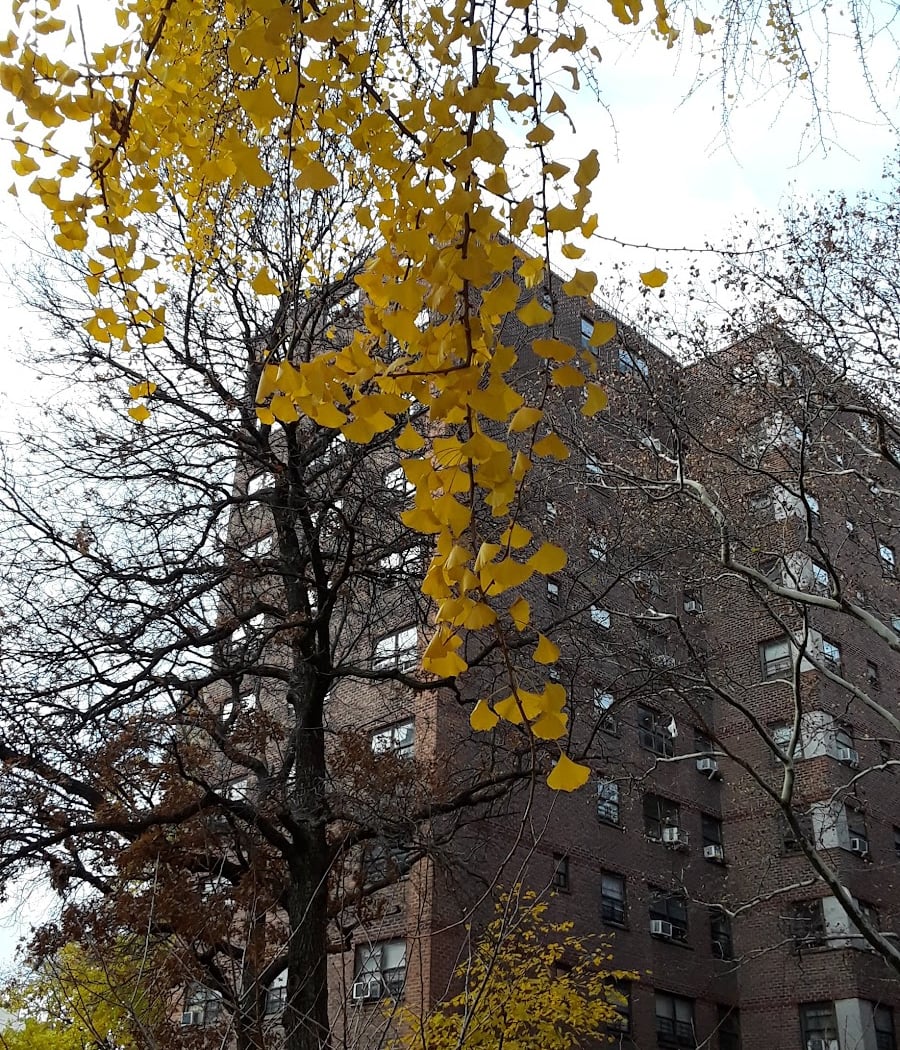 New York City Housing Authority Chelsea/Elliot Community Center 3