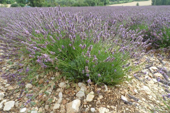 Lavender Trail 2