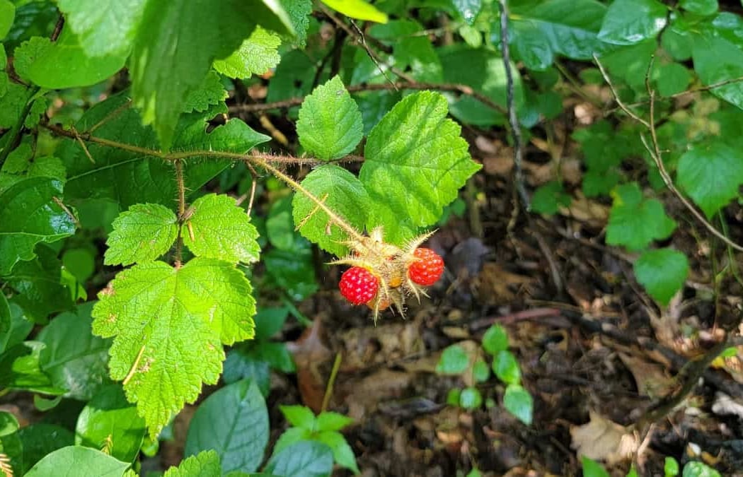 Wineberry Walk 1