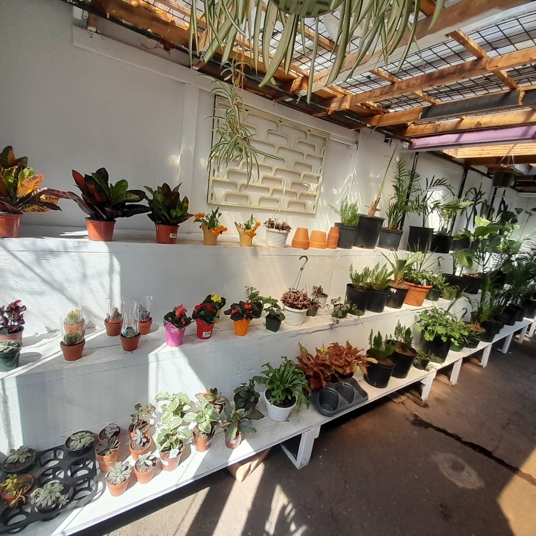 Grapevine Plant Nursery 3