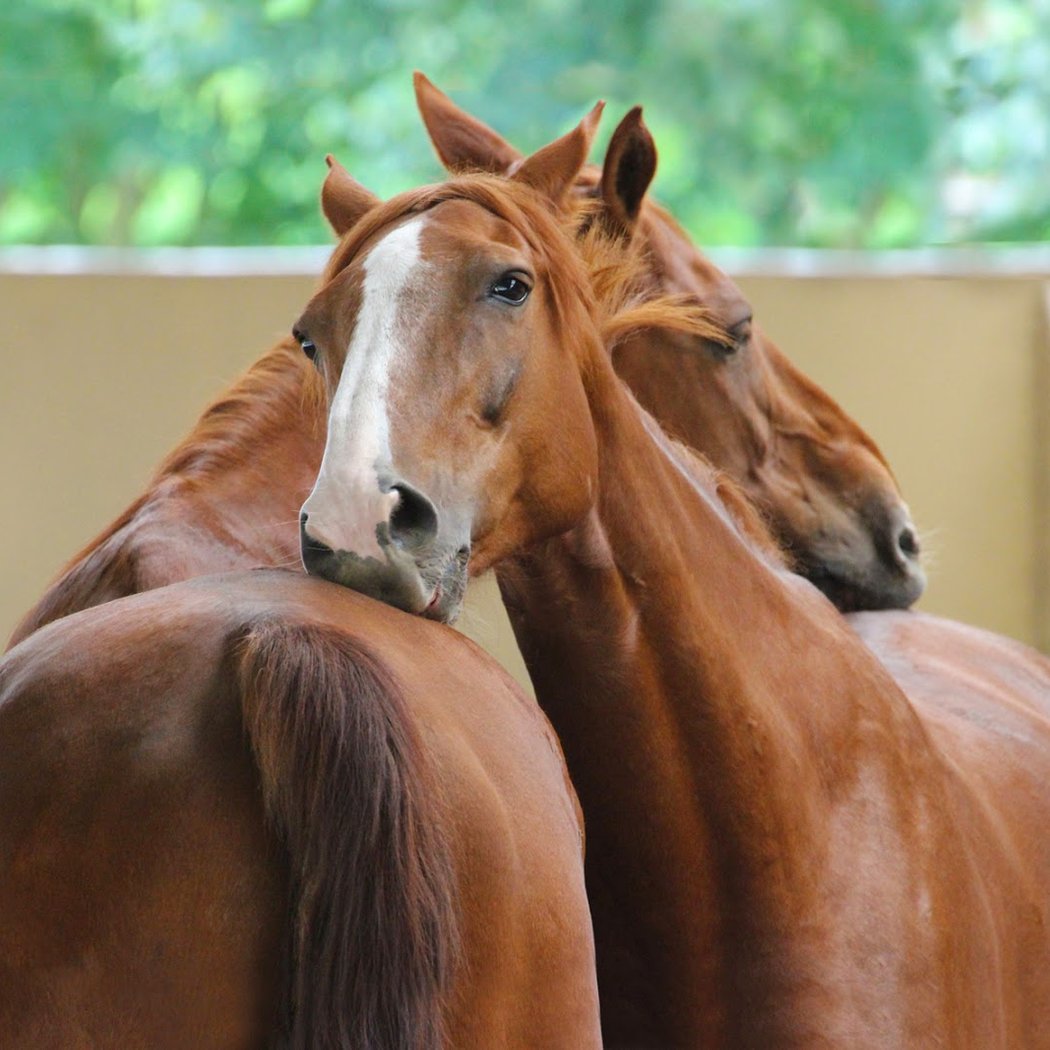 "Un Pas De Côté", Haras De Mignaloux 2
