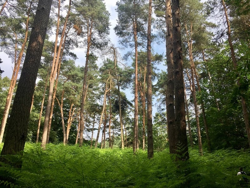 Vallée de Chevreuse 3