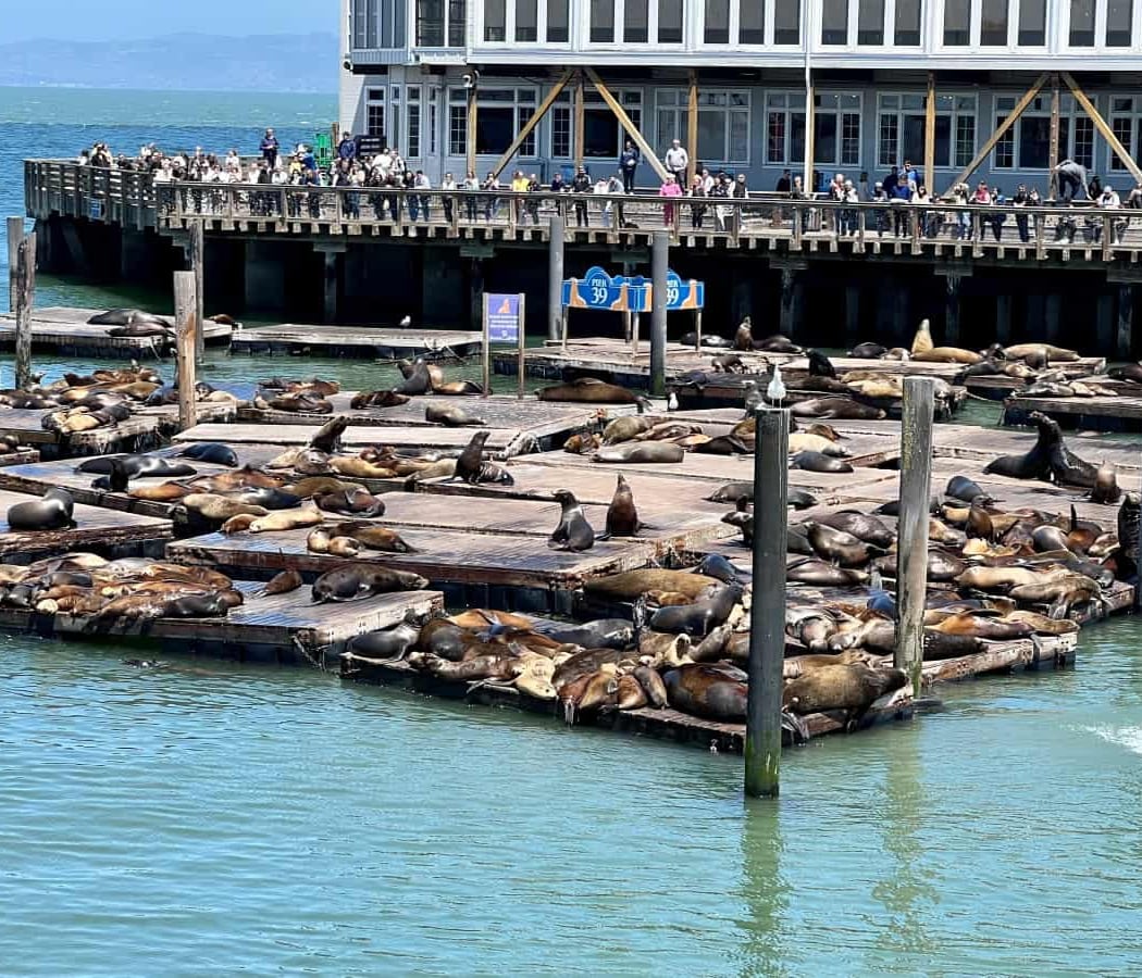 Pier 39 1