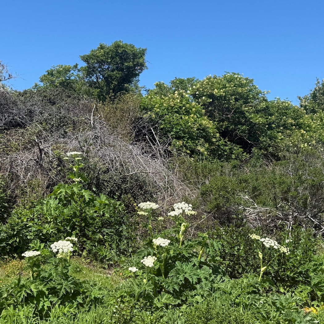 San Bruno Mountain Picnic Area 2