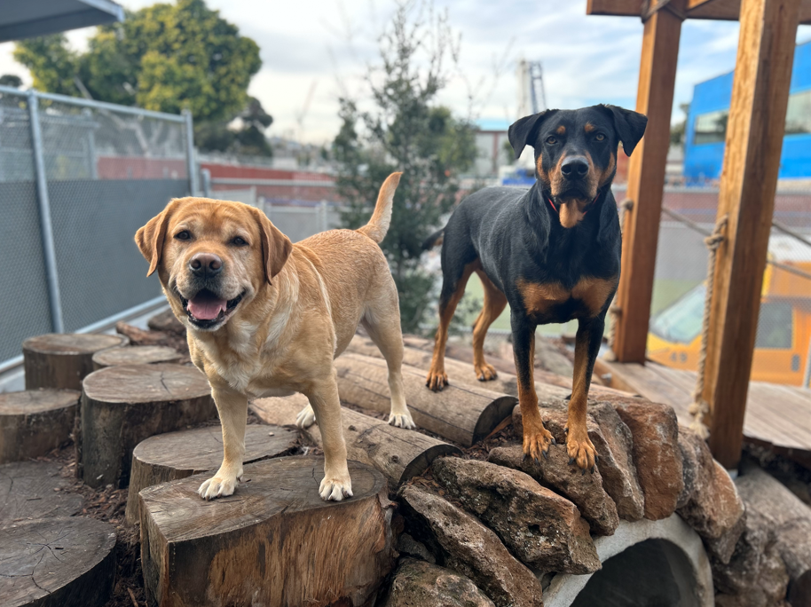 Pet Camp Ranger Station 2