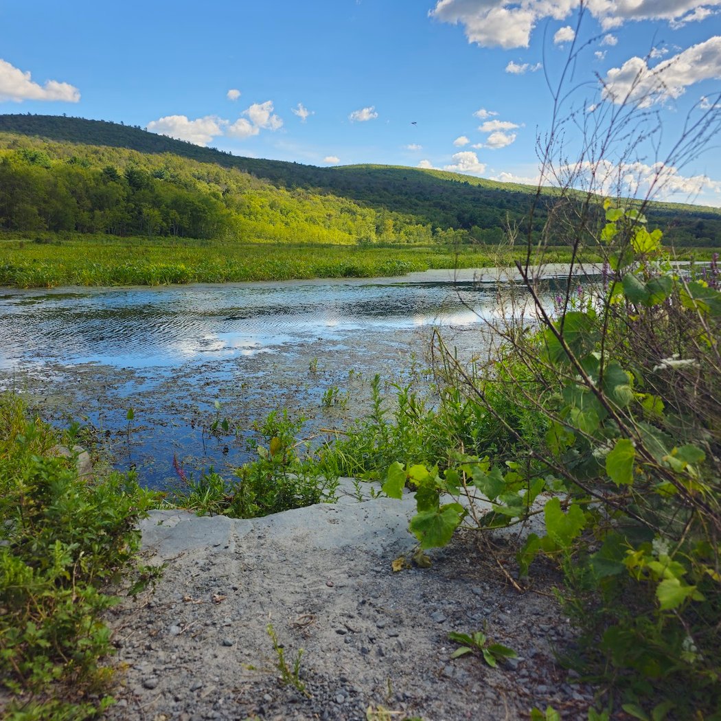 Bashakill Wildlife Management Area 3