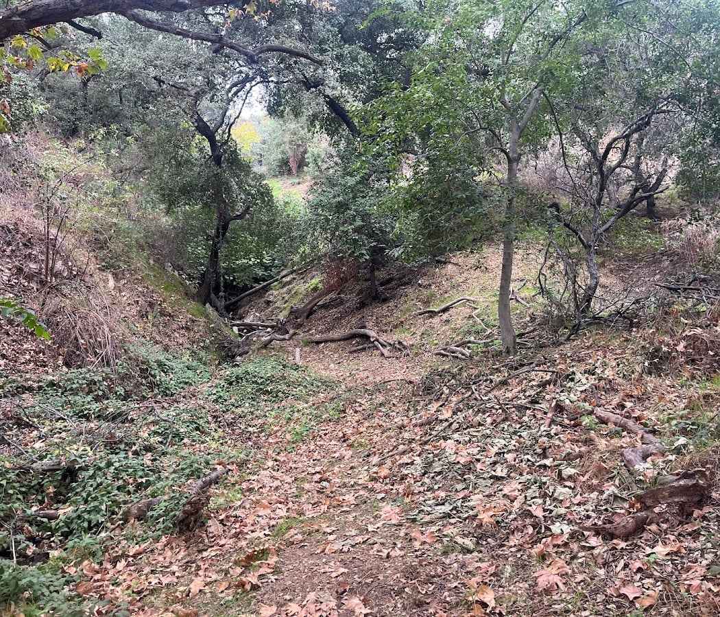 Cottonwood Canyon Habitat Restoration 3