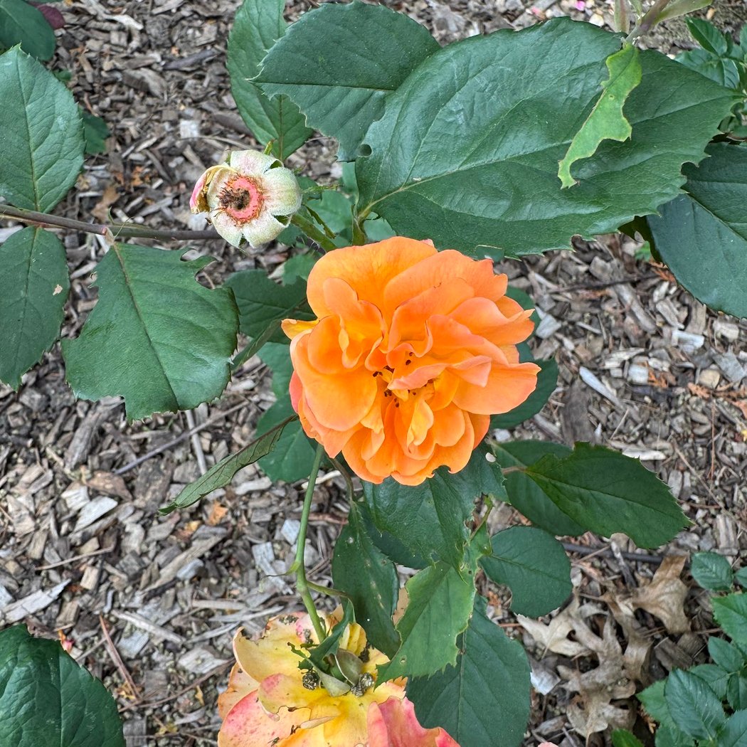 Rose Garden 3