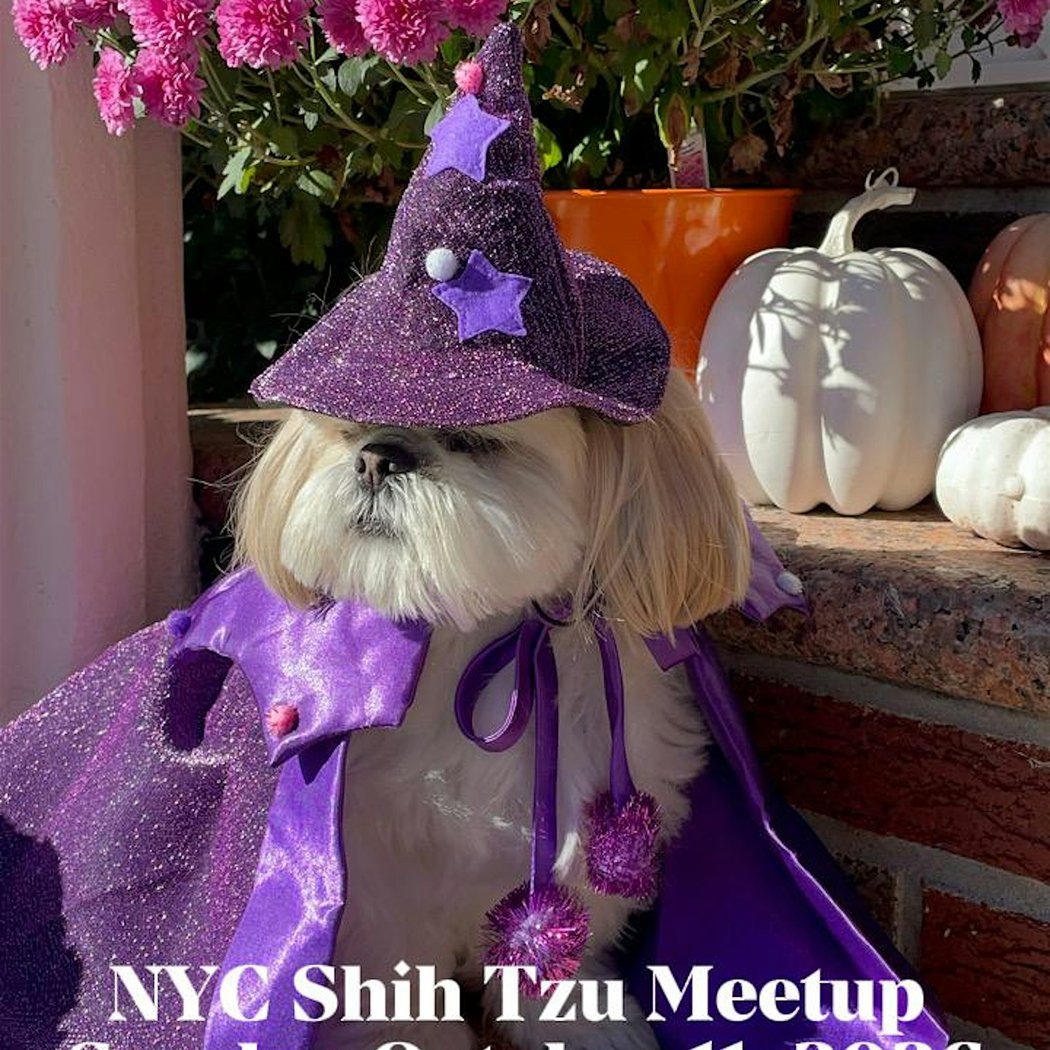 NYC SHIH TZU MEETUP, THE OG