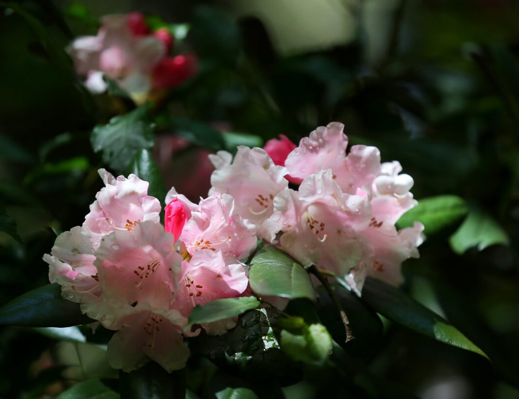 Botanica Nursery and Gardens 2
