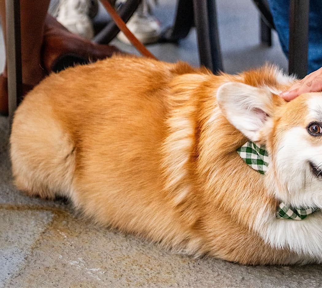 Pawsh Hour: Pawty in the USA 1