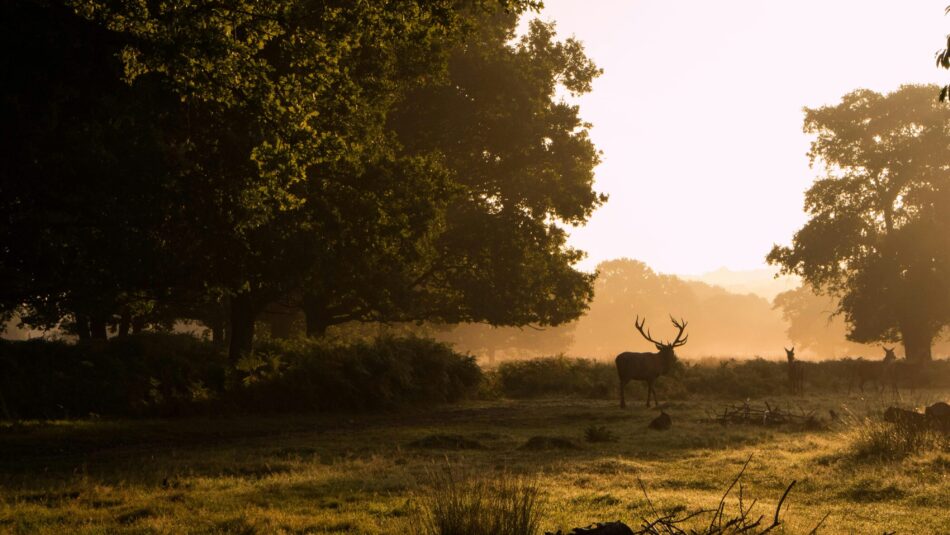 Richmond Park 3