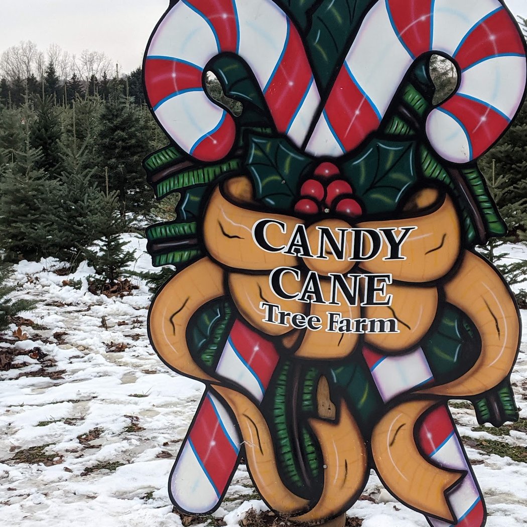 Candy Cane Christmas Tree Farm 1