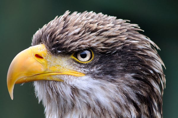 Beginner Bird Walk 3