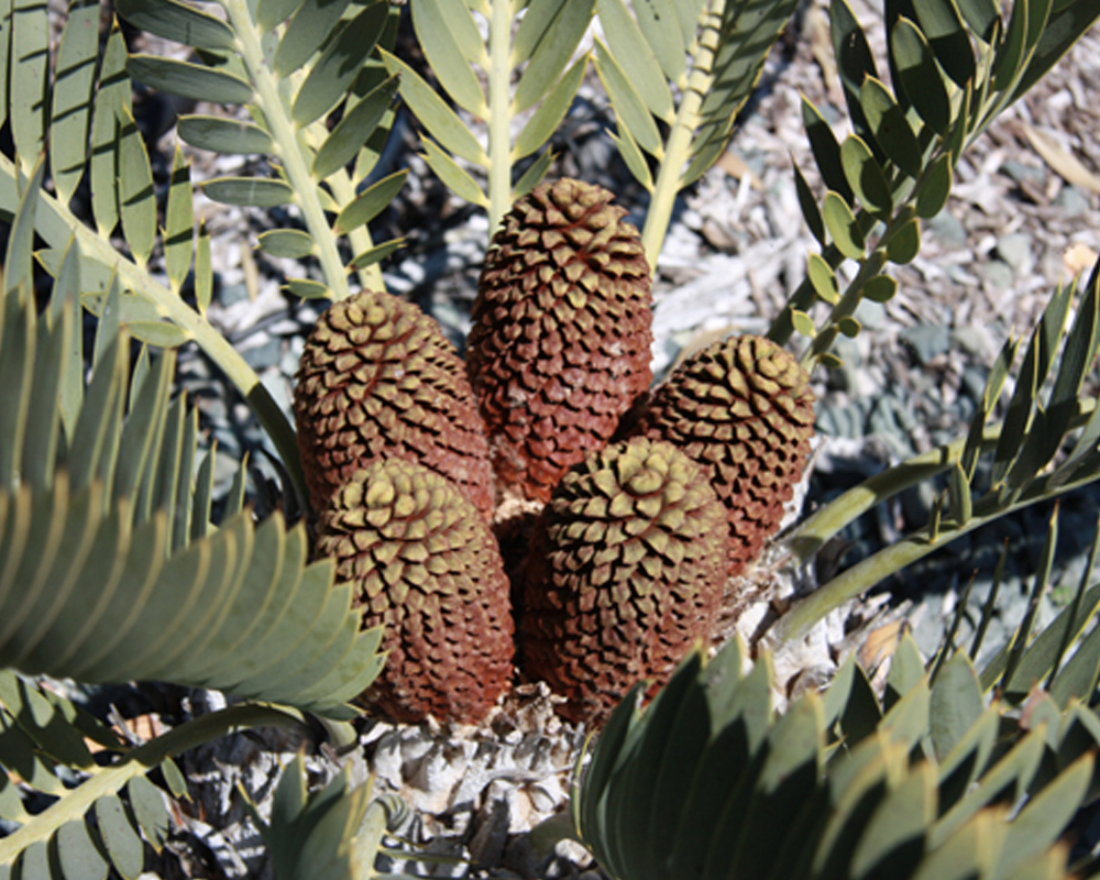 Discovery Station: Cycads 2