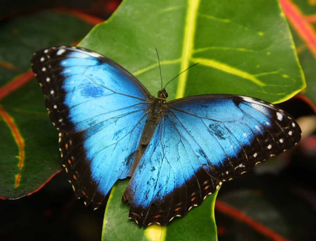 Butterflies Are Blooming 1