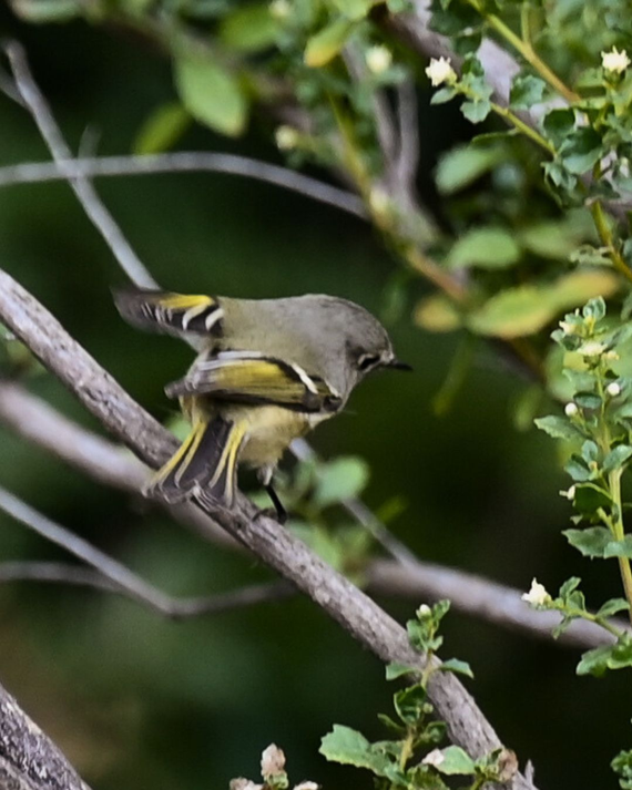 Senderos: Observación de aves 1