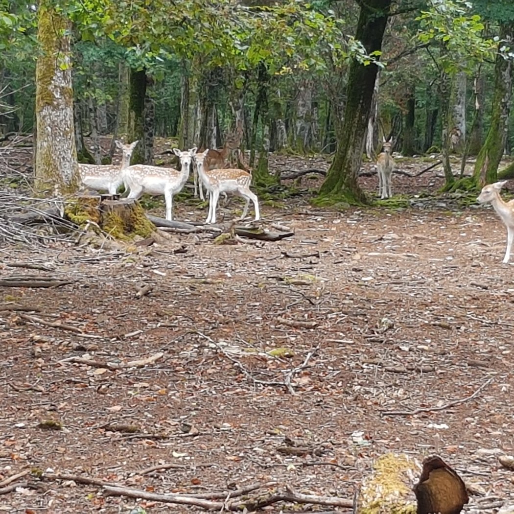 Parc animalier Chailluz Besançon 3