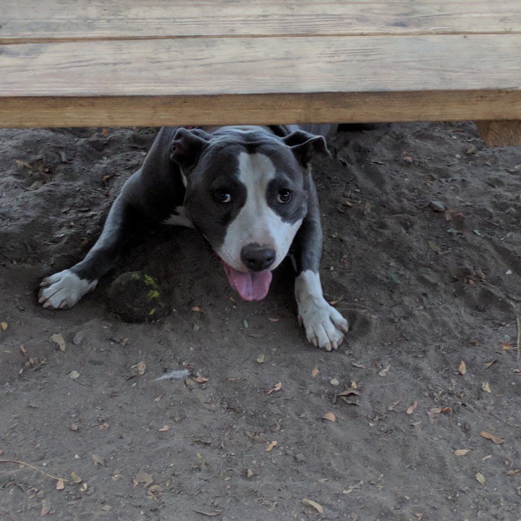 South Slope Dog Run 2