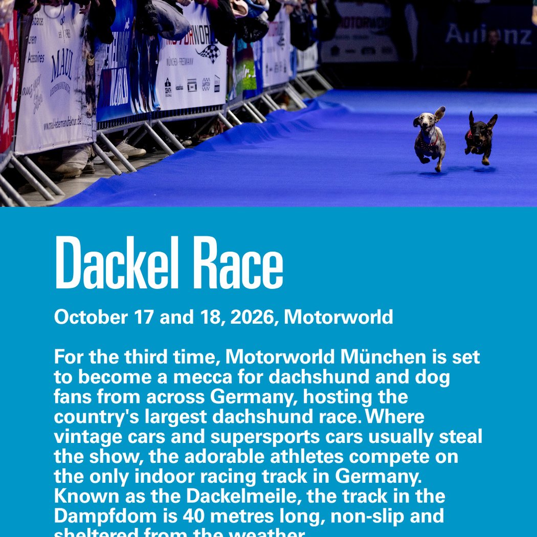 Dackel Race