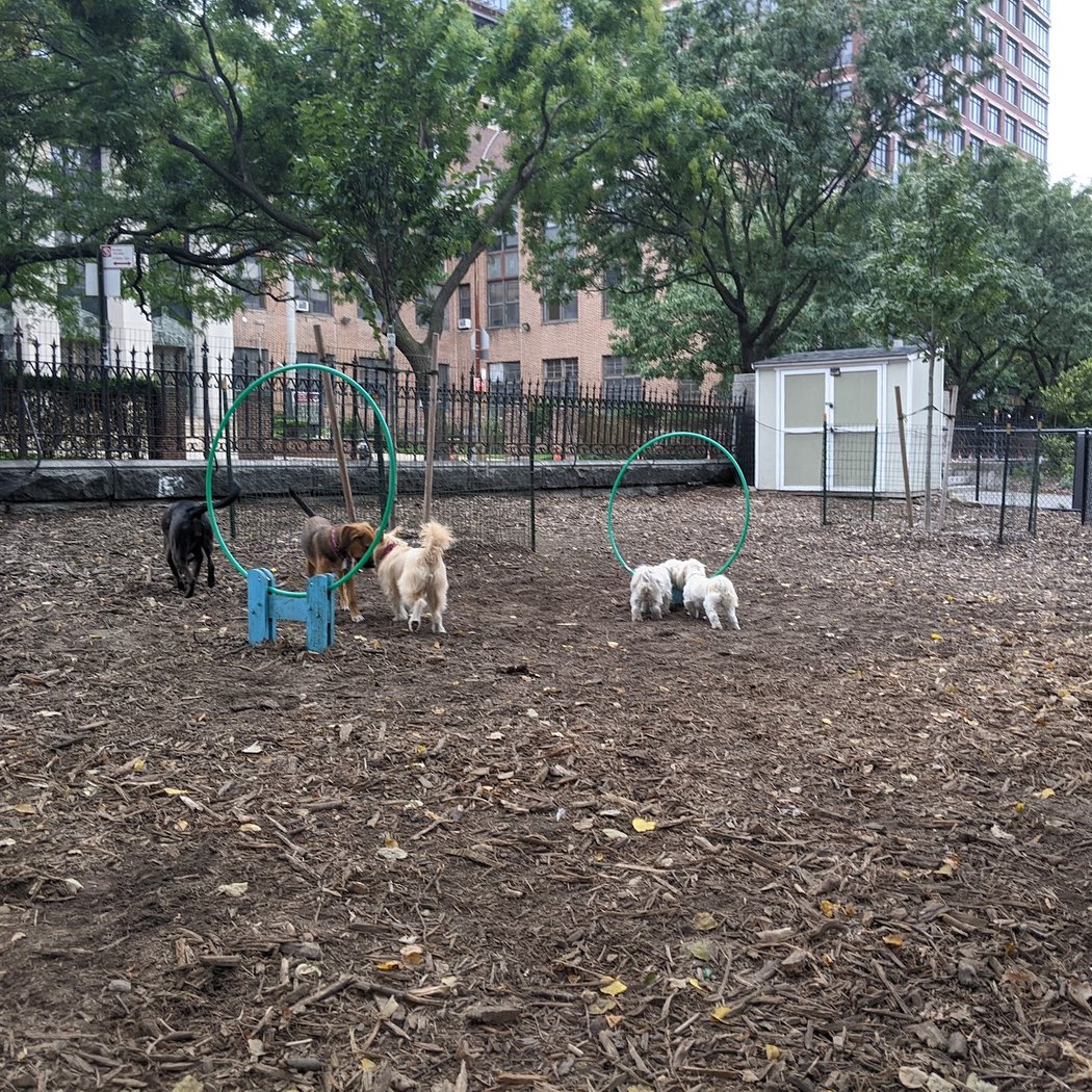 Marcus Garvey Dog Run 2