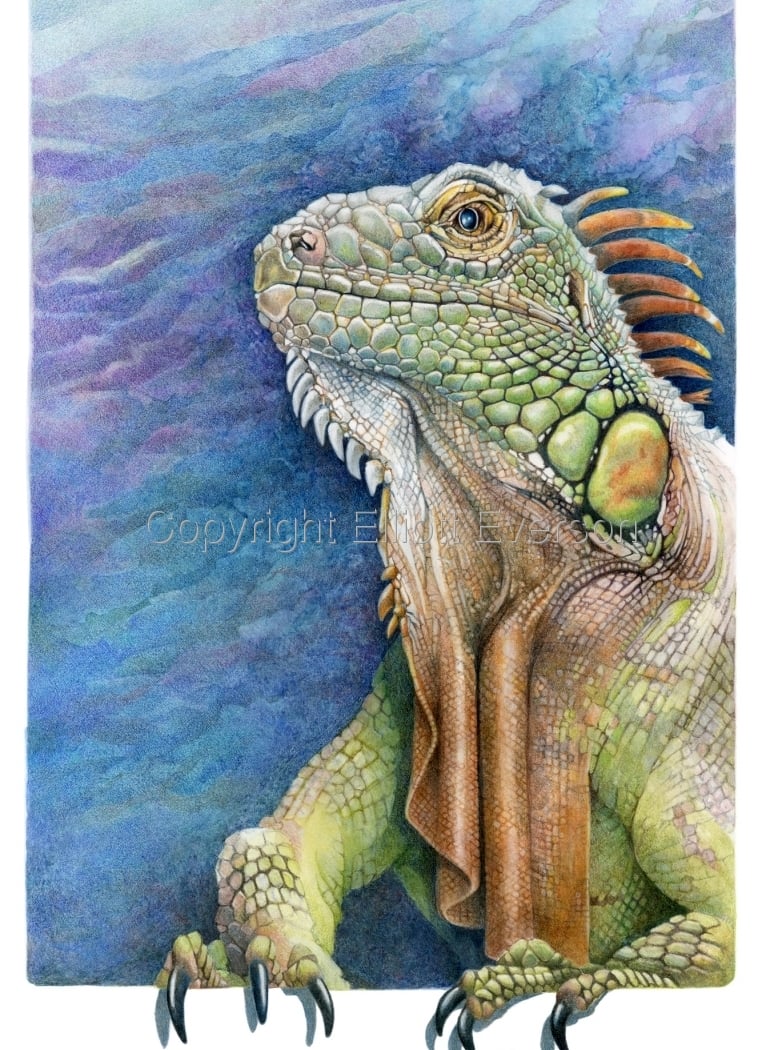 Advanced Colored Pencil Techniques with Elliott Everson 3