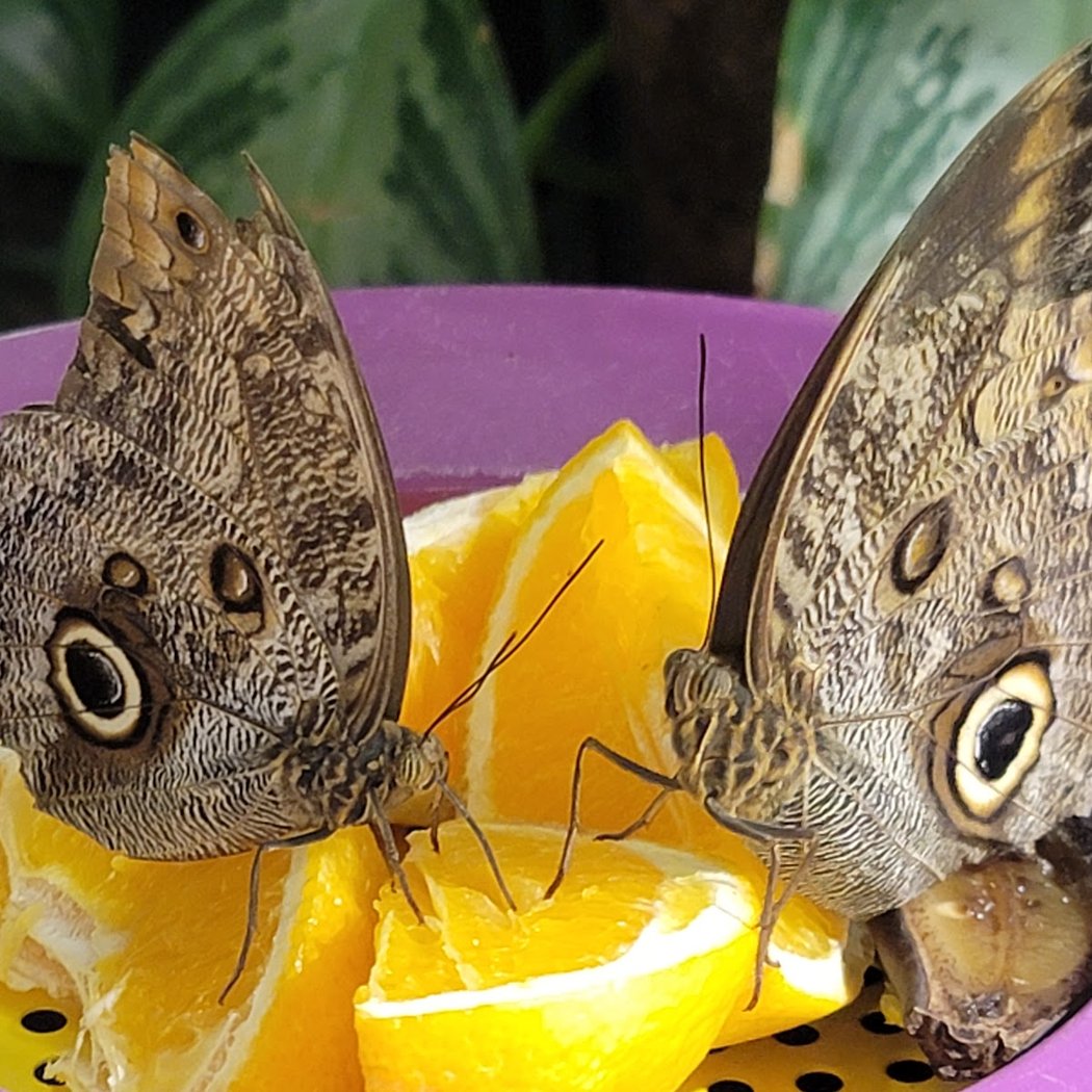 Davis Family Butterfly Vivarium 2