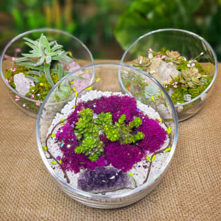 Open Glass Terrarium Class 1