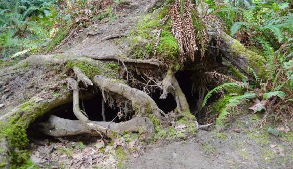 Introduction to Shelter Building for Kids 1