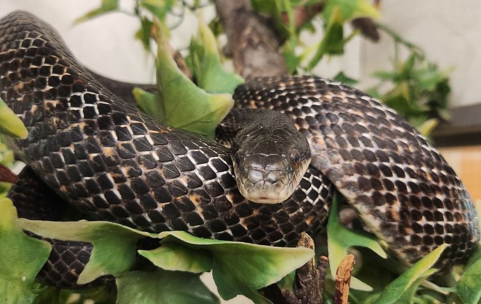 Meet & Greet: Snakes 3