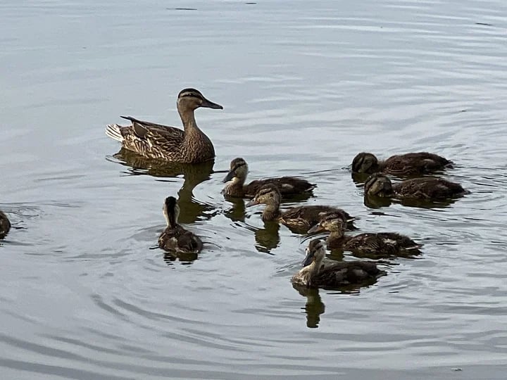Kissena Park 1