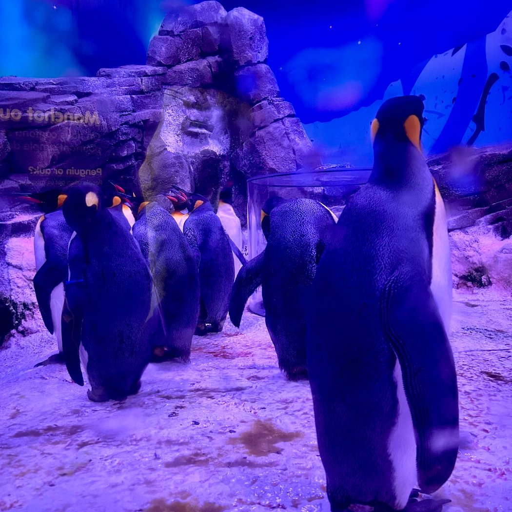 Sea Life Aquarium Experience 3