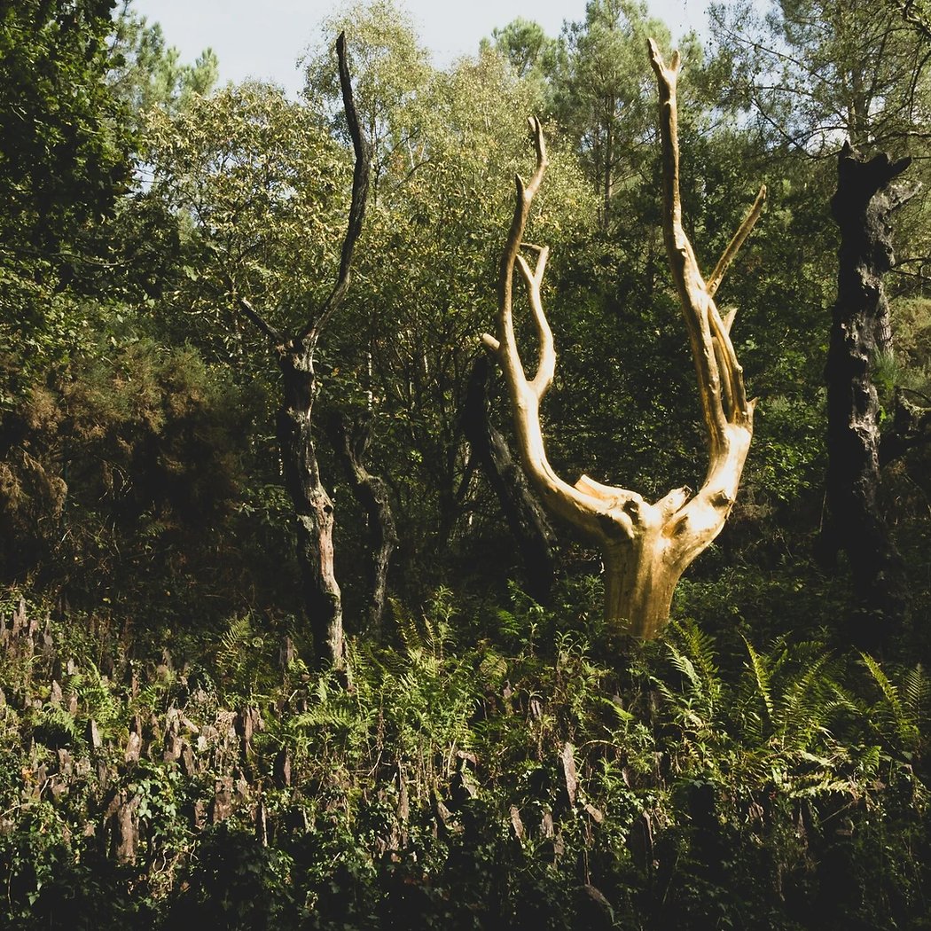 Foret de Paimpont 1