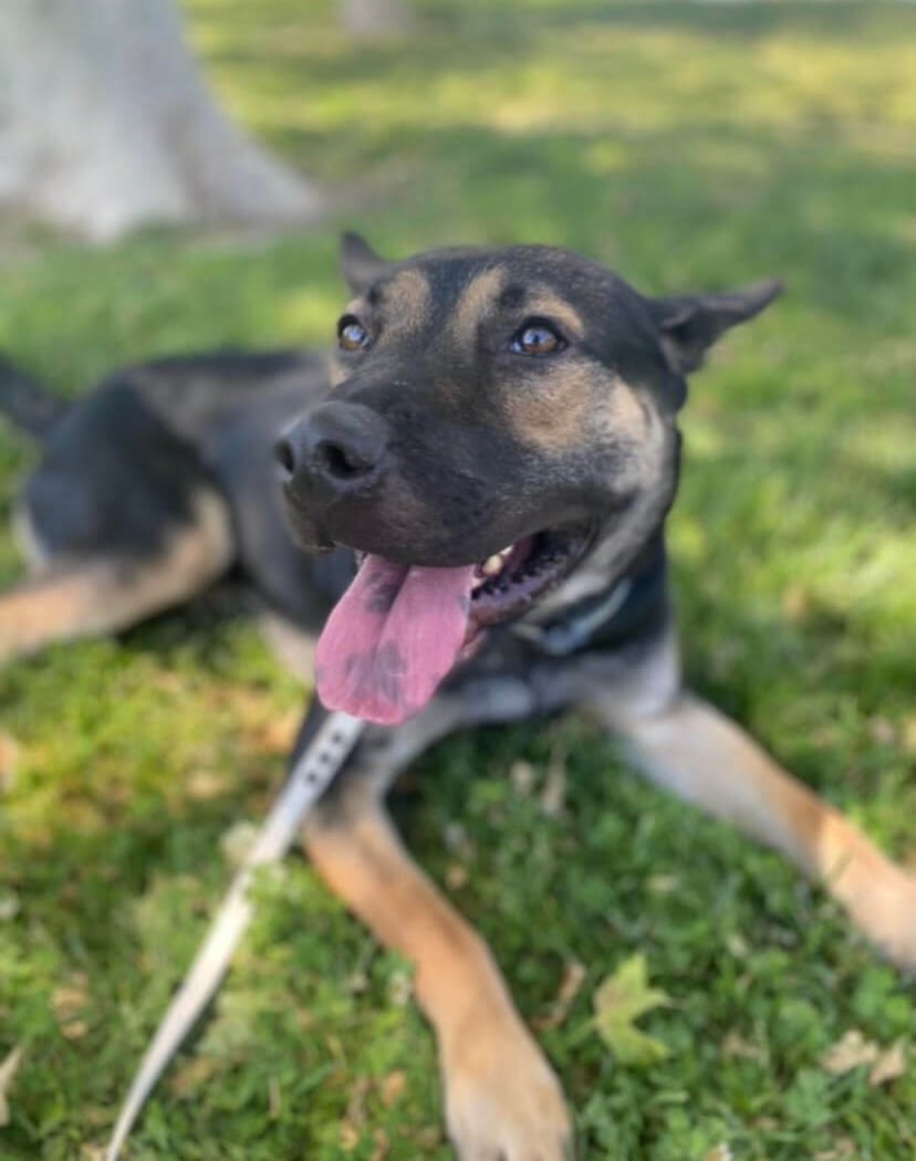 Wilhelm K9 Services 3